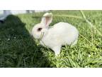 Adopt Figs a White Blanc de Hotot / Mixed (short coat) rabbit in North Port