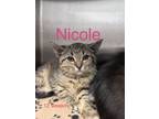 Adopt Nicole green collar a Gray, Blue or Silver Tabby Domestic Shorthair cat in