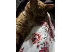 Adopt Roger a Orange or Red American Shorthair / Mixed (medium coat) cat in
