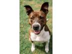 Adopt Sweet Pea a Black - with White Pit Bull Terrier / Mixed dog in Hopewell