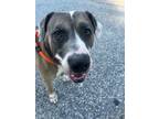 Adopt Riddick a Gray/Silver/Salt & Pepper - with White Pit Bull Terrier / Mixed