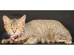 Adopt Churro a Tiger Striped Domestic Shorthair (short coat) cat in Newland