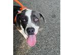 Adopt KJ a Gray/Silver/Salt & Pepper - with White Pit Bull Terrier / Mixed dog