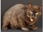 Adopt Skooter a Brown or Chocolate Domestic Shorthair (short coat) cat in