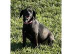 Adopt Cahmere a Black - with White Mixed Breed (Medium) / Mixed dog in