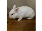 Adopt Momma Foo Foo a White Dwarf / Dwarf / Mixed (short coat) rabbit in
