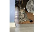 Adopt Big Grey a Gray or Blue American Shorthair / Mixed (short coat) cat in