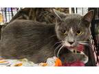 Adopt Rylee a Gray or Blue (Mostly) Domestic Shorthair (short coat) cat in