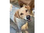 Adopt Platano a White - with Red, Golden, Orange or Chestnut Pointer / Mixed dog