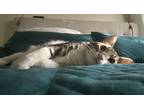 Adopt Chiggins a White (Mostly) Tabby / Mixed (short coat) cat in Peoria