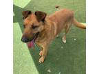 Adopt Pliny a Red/Golden/Orange/Chestnut German Shepherd Dog / Mixed dog in