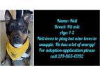 Adopt NEIL a Black Rottweiler / American Pit Bull Terrier / Mixed dog in