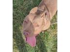 Adopt Angel a Tan/Yellow/Fawn Mixed Breed (Medium) / American Pit Bull Terrier /