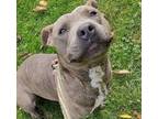 Adopt FINN a Brindle American Pit Bull Terrier / Mixed dog in Schererville