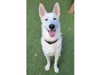 Adopt Michael Scofield a White Shepherd (Unknown Type) / Mixed Breed (Large) /