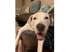 Adopt Rosie a White American Pit Bull Terrier / Mixed dog in Fort Worth