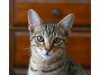 Adopt Mater a Brown Tabby Domestic Shorthair / Mixed (short coat) cat in