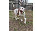 Adopt LUCAS a White - with Brown or Chocolate American Pit Bull Terrier / Mixed