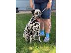 Adopt Ellie a White - with Black Dalmatian / Mixed dog in Turlock, CA (39536734)