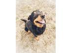 Adopt KING a Black - with Tan, Yellow or Fawn Rottweiler / Miniature Pinscher /