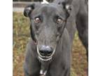 Adopt JUST CLASSY a Black Greyhound / Mixed dog in Grandville, MI (39536081)