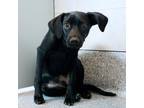 Adopt Dawson a Black Labrador Retriever / Mixed dog in Atlanta, GA (39486407)