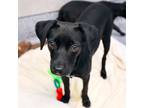 Adopt Darby a Black Labrador Retriever / Mixed dog in Atlanta, GA (39476723)