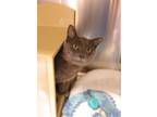 Adopt Buster a Gray or Blue (Mostly) Domestic Shorthair / Mixed cat in Salem