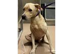 Adopt Lee a Tan/Yellow/Fawn Retriever (Unknown Type) / Mixed dog in Natchez