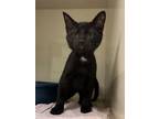 Adopt Colgate a Black (Mostly) Domestic Shorthair (short coat) cat in Columbus