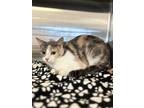 Adopt Cheyenne a Calico or Dilute Calico Domestic Shorthair (short coat) cat in