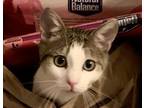 Adopt Flounder a Brown Tabby Domestic Shorthair (short coat) cat in Los Angeles