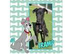 Adopt Tramp a Black Great Dane / Mixed dog in GLENDALE, AZ (39533368)