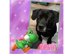 Adopt Yoshi a Black Mixed Breed (Medium) / Labrador Retriever / Mixed dog in