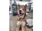 Adopt Zeke a Tan/Yellow/Fawn - with White German Shepherd Dog / Siberian Husky /