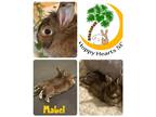 Adopt Mabel a Agouti Lionhead / Mixed (medium coat) rabbit in Chapin