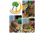 Adopt Annabelle a Agouti Other/Unknown / Mixed (short coat) rabbit in Chapin