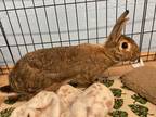 Adopt Mirabel a Agouti Other/Unknown / Mixed (short coat) rabbit in Chapin