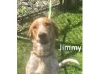Adopt Jimmy a White - with Brown or Chocolate Coonhound / Mixed dog in Warren