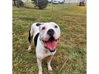 Adopt Caesar a White American Pit Bull Terrier / Mixed dog in Gainesville