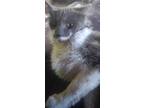 Adopt Rowan a Gray or Blue Domestic Longhair (long coat) cat in Lowell