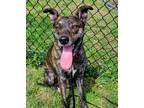 Adopt Pumpernickle a Brindle Catahoula Leopard Dog / Mixed dog in Dallas