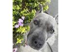 Adopt Sage a Brindle Staffordshire Bull Terrier / Pit Bull Terrier / Mixed dog