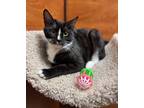 Adopt Yanni a Black & White or Tuxedo Domestic Shorthair (short coat) cat in