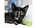 Adopt ZuZu a All Black Domestic Shorthair / Domestic Shorthair / Mixed cat in