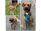 Adopt MJ a Brown/Chocolate Boxer / Mixed Breed (Medium) / Mixed (short coat) dog