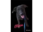 Adopt Olivia a Black Labrador Retriever / German Shepherd Dog / Mixed dog in