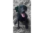 Adopt Sophia a Black Labrador Retriever / German Shepherd Dog / Mixed dog in