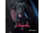 Adopt Amelia a Black - with White Labrador Retriever / German Shepherd Dog /