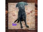Adopt Ava a Black Labrador Retriever / German Shepherd Dog / Mixed dog in